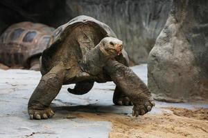 Aldabra giant tortoise (Aldabrachelys gigantea) photo