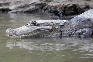 Cayman in Costa Rica. Head of a crocodile closeup. Кайман photo