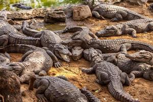 Crocodile alligator photo