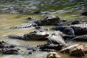 everglades alligators