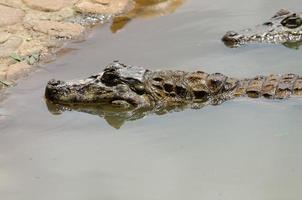 Alligator hunting photo