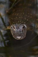 American alligator in The water