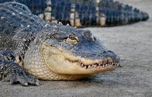Eye On The Prize - Female Alligator