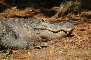 Alligator basking in the sun