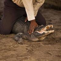 working with an american alligator