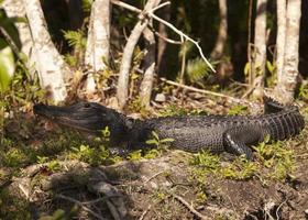 Sunning Florida Everglades Alligator