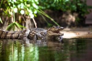 Caiman crocodilus. young alligator photo