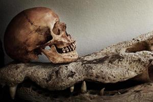 Human Skull Crocodile photo
