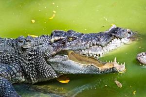 Wildlife crocodile open mouth isolated on white background photo