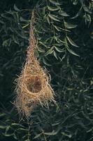 Pájaro tejedor de baya, nido de ploceus philippinus, india foto