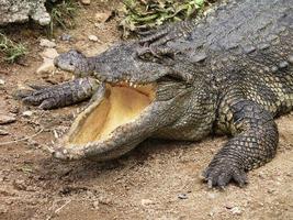 Crocodile Mouth Open photo