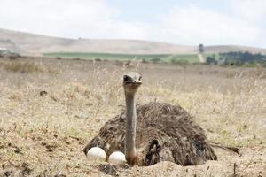 Adult ostrich on eggs photo