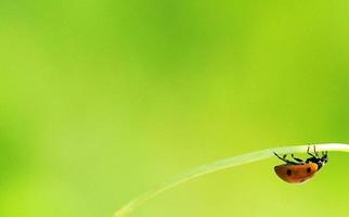 Upside-down Ladybug