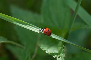 Ladybug on a stem close-up