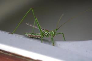 Large green grass hopper with zigzag patterns