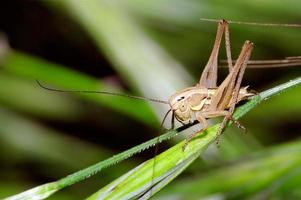cricket joven del arbusto foto
