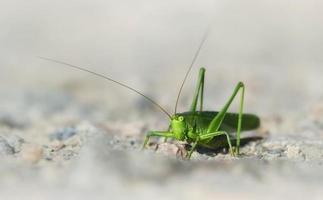 Green Bush cricket photo