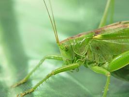Green Locust.