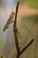locusts photo