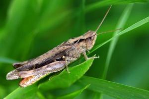 Close-up of a grasshopper against green background