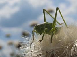 green grasshopper photo