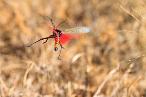 Flying away Rainbow Locust photo