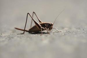 Little grasshopper outdoor photo