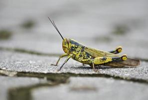 Grasshopper On The Ground photo