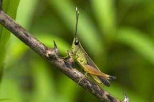 Grasshopper on leaf photo