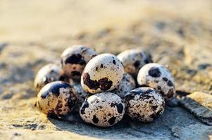 Group of quail eggs photo