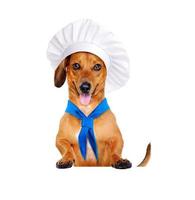 perro chef cocinero