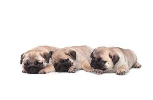Three pug puppy on white background