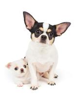 Chihuahua and its puppy