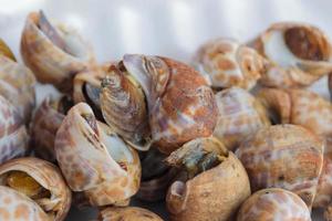 Baked snails photo