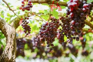 granja de uvas tak, tailandia foto