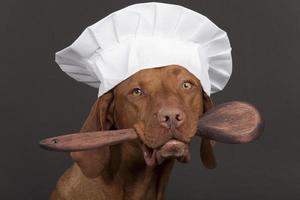 pure breed dog chef