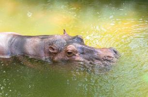 Hippopotamus photo