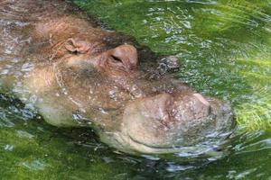 close up hippo sleep in water at zoo