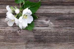 apple blossoms on wooden background photo