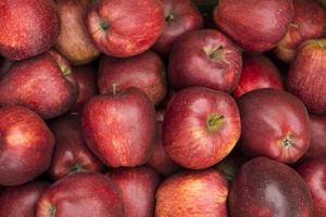 Close-up of red royal gala apples photo