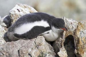 Gentoo penguin chick who sleeps on the rocks near the colony