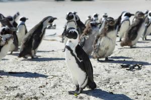 pingüinos africanos en la playa de cantos rodados