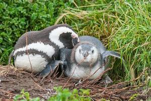 Two penguins lying photo