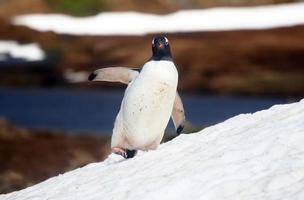 Penguin Waving Hi photo