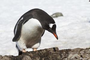 Gentoo penguin which stands near the new nest