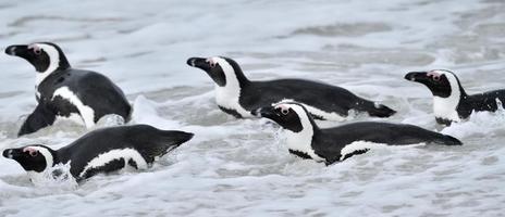 African penguins. photo