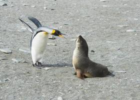 King Penguin-Fur Seal