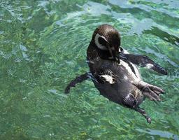 Penguin Bath