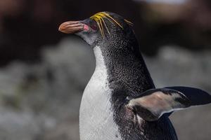 Retrato de pingüino macarrones a la izquierda