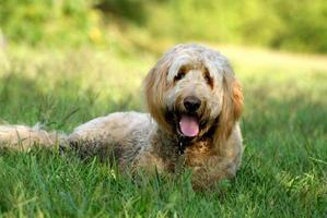 Goldendoodle perro tumbado en la hierba foto
